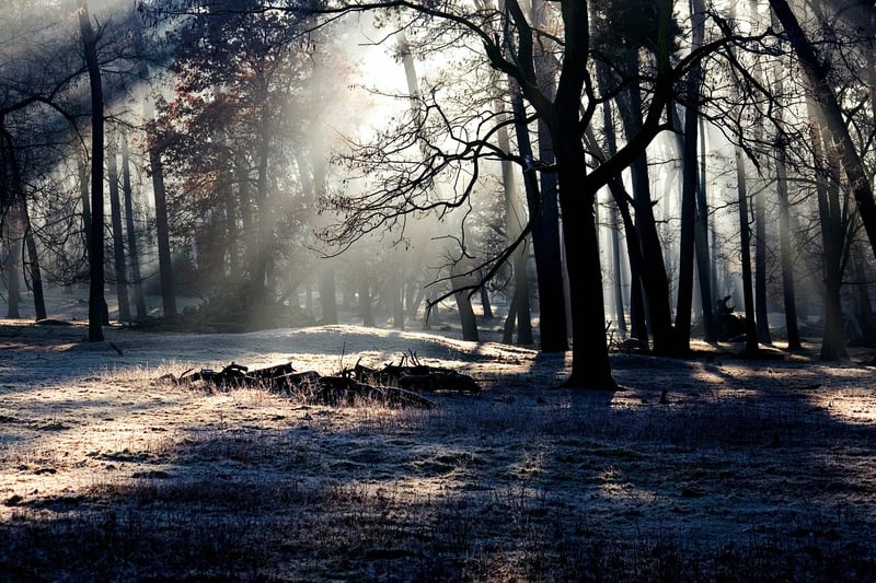 Enchanted Forest